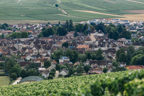 Weinberge in Chablis