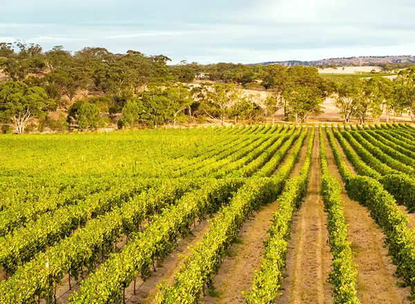 Weinberg im Barossa Valle